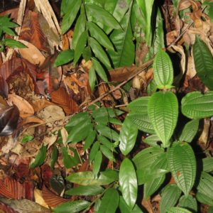 Cây ngải mọi