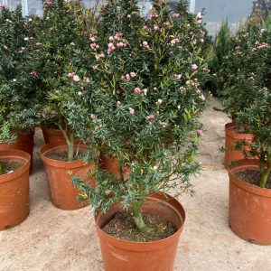 Cây cảnh tùng tuyết mai (nhất chi mai)