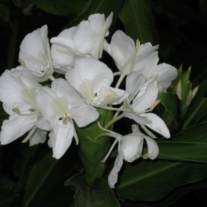 Cây giống ngải tiên (bạch điệp, cỏ tai cọp)