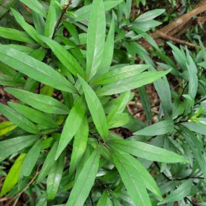Cây giống thanh táo (tần cửu)