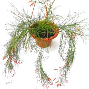 Cây cảnh liễu tường