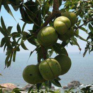 Cây trôm (mủ trôm) chuẩn giống, khỏe mạnh