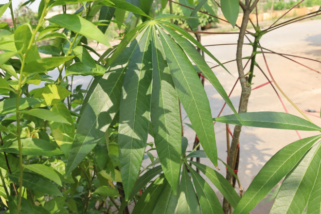 Mủ Trôm 3