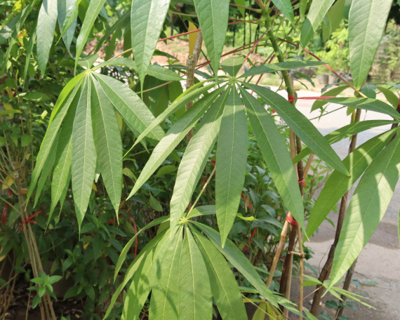 Mủ Trôm 2
