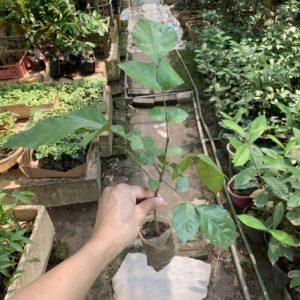 Cây giống quất hồng bì
