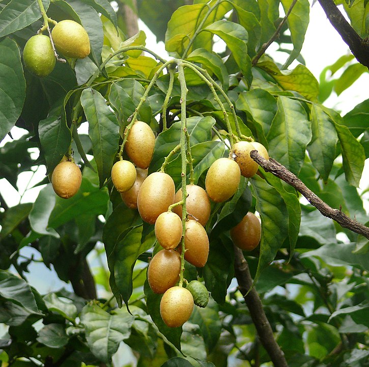 725px Clausena Lansium