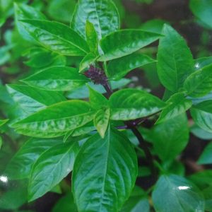 Hạt giống rau húng quế Kim Long ( C.H 163 ) ( 1 gói/10 gram hạt ) – High Quality Seeds