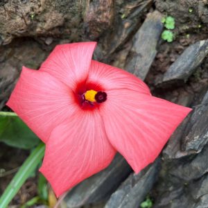 Cây giống sâm bố chính