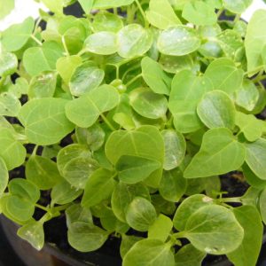 Cây giống đu đủ
