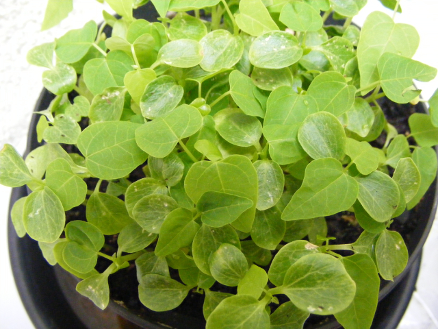 Đu đủ 1