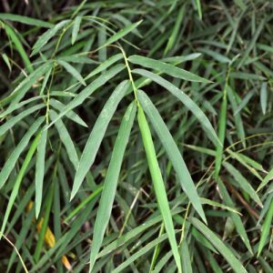 Cây tầm vông