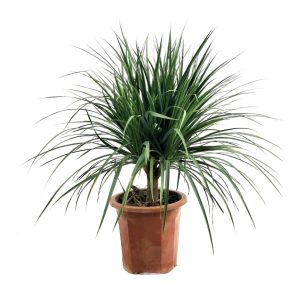 Cây giống huyết giác (dứa dại)