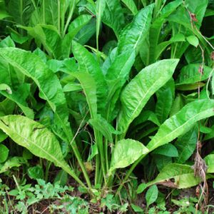 Cây giống tử uyển (dã ngưu bàng, cúc thuốc)