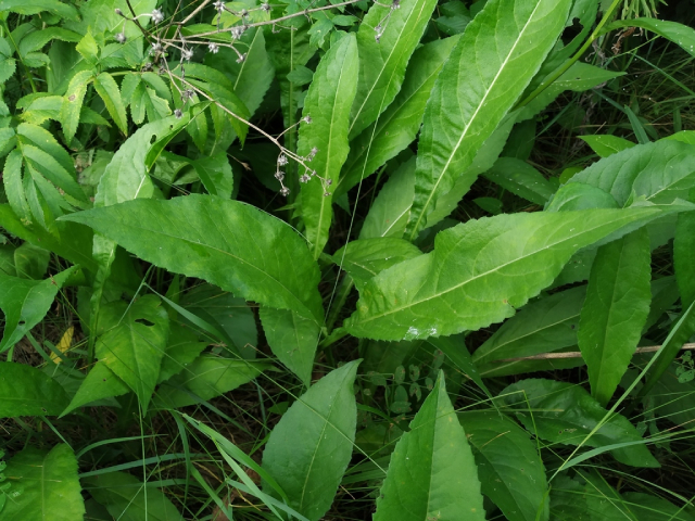 Tử Uyển 3