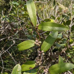 Cây giống thổ phục linh (cây khúc khắc)