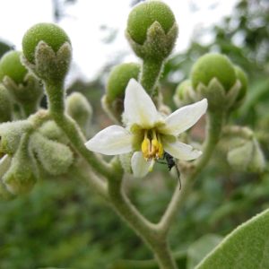 Cây giống chìa vôi (Solanum erianthum)