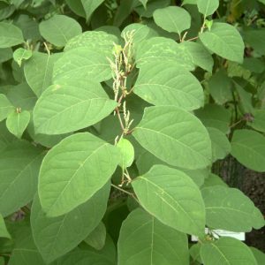 Cây giống cốt khí