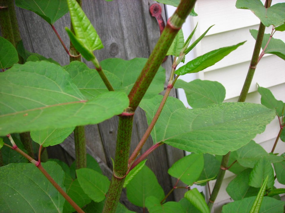 960px Knotweed