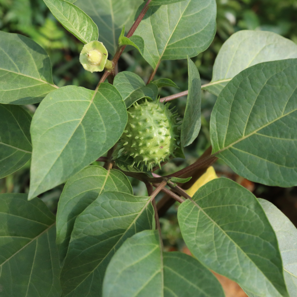 Cà độc Dược 1