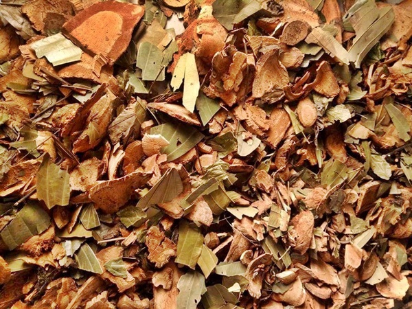 Lá Tắm Dao Đỏ Có Tốt Không? 2 Cách Dùng Lá Tắm Dao Đỏ