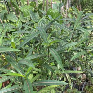 Cây kim vàng trị rắn cắn