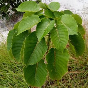 Cây vông đồng (ba đậu tây, ngô đồng)