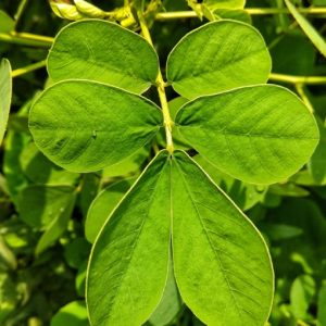 Cây giống thảo quyết minh