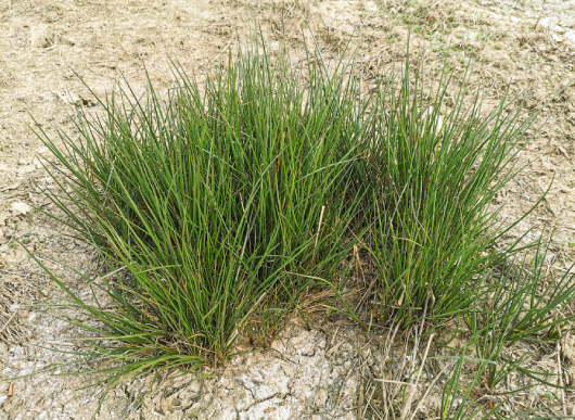 (mhnt) Juncus Effusus Young Plants