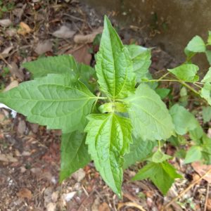Cây giống cỏ lào (cộng sản, Việt Minh)