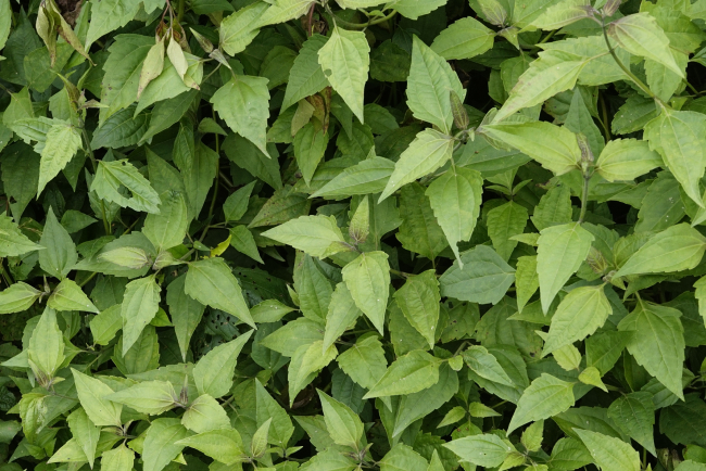 Cỏ Lào 4