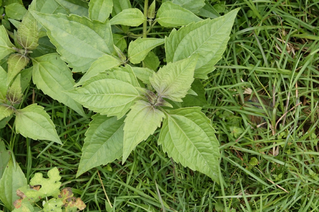 Cỏ Lào 3
