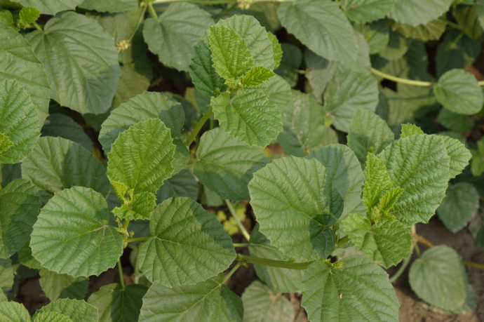Phá Cố Chỉ 4