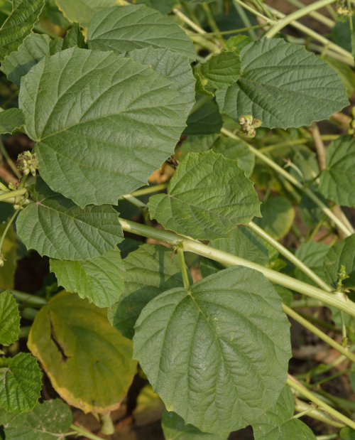 Phá Cố Chỉ 3