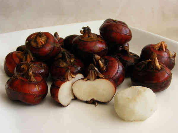 Củ mã thầy tươi