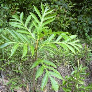 Cây sa kê (xa kê) chuẩn giống