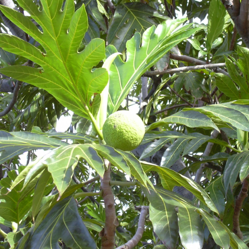 Sa Kê 10