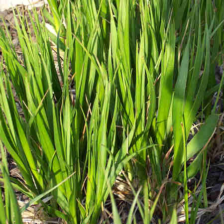 Cây tri mẫu