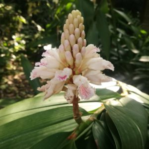 Cây ích trí nhân (riềng thuốc)