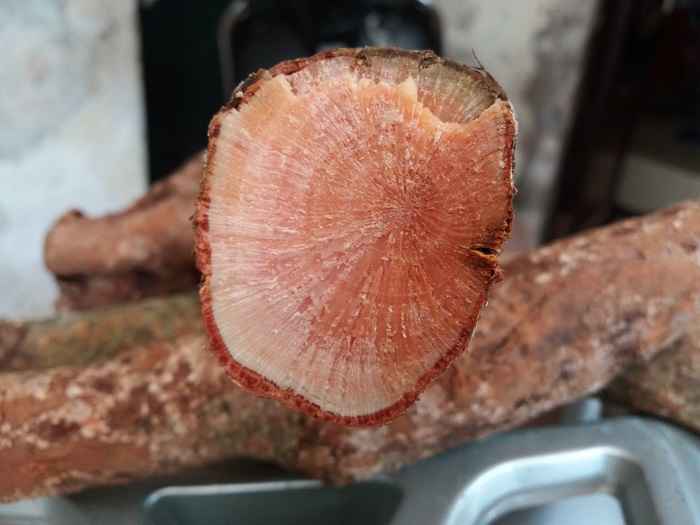 Tầm gửi nghiến, củ dái nghiến ngâm rượu uống cực hay