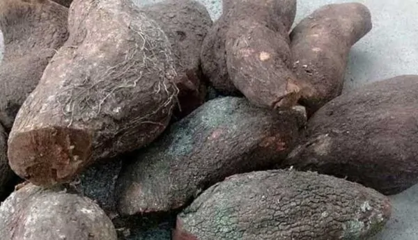 Tầm gửi Nghiến, Địa chỉ bán, Giá bao nhiêu, Mua ở đâu?