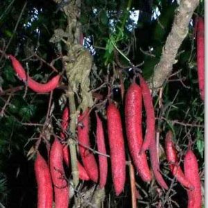 Cây bòi vịt