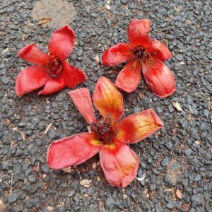 Cây hoa gạo
