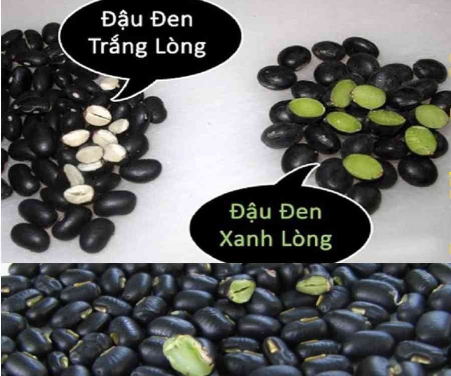 Phân biệt sự khác nhưu giữ đậu đen xanh lòng và đậu đen trắng lòng