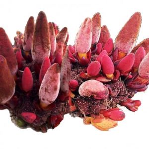 Nấm ngọc cẩu