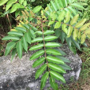 Cây muối giống (ngũ bội tử)