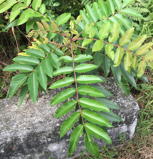 Muối 2
