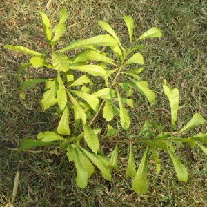 Cây giống đào tiên (trường sinh) làm thuốc