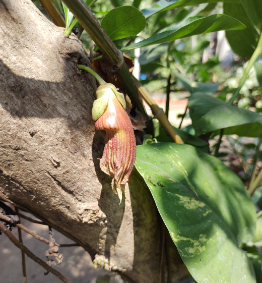 Đào Tiên Làm Thuốc 2