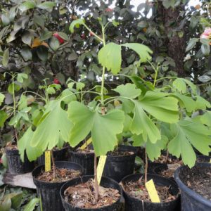 Cây giống ngân hạnh (bạch quả)