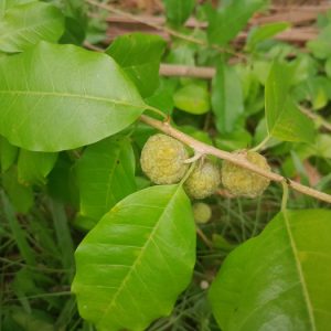 Cây mỏ quạ (mỏ quạ gai, xuyên phá thạch)